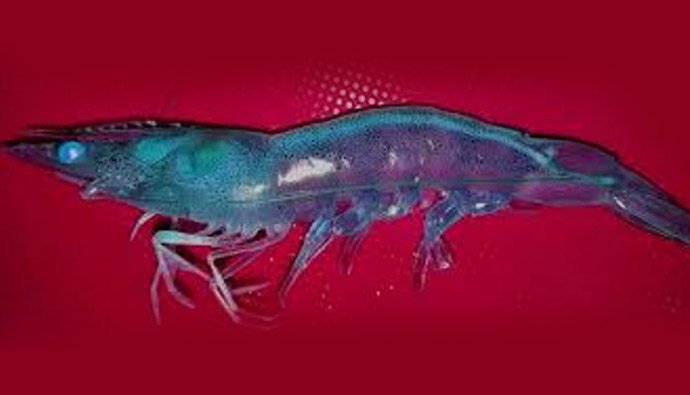 AquaGut