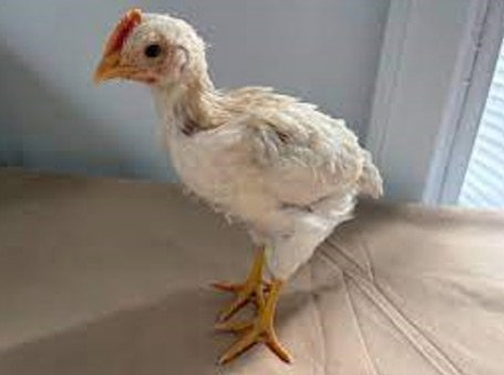 Poultry Challenge