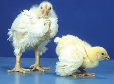 Poultry Challenge
