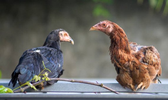 Poultry Challenge