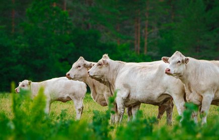 Ruminants